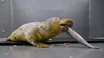 Grey seal (Halichoerus grypus) pup learning how to eat fish whilst staying in recently constructed British Divers Marine Life Rescue seal hospital, Cornwall, UK. December 2021.