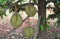 Ripe Durian (Durio zibethinus) fruits hanging from tree, Southern Thailand, South East Asia.