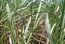 Sugar cane smut (Sporisorium scitamineum) smutted tassel or whip caused by a fungal disease on sugar cane (Saccharum sp.), Thailand, South East Asia.