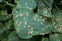 Cucurbit angular leaf spot (Pseudomonas syringae pv lachrymans) lesions of a bacterial disease on Squash (Cucurbita) leaves, Thailand, South East Asis.