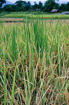 Bakanae disease (Gibberella fujikuroi) showing abnormal tall, green, extended leaves from Rice (Oryza sativa) plants in a ripening crop, Thailand, South East Asa. can from film.