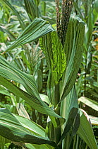 Downy mildew (Peronosclerospora sorghi) infection symptoms on the upper leaves of Maize / Corn (Zea mays) plant, USA.