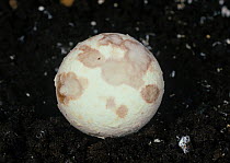 Early symptom of Verticillium dry bubble disease (Lecanicillium fungicola) lesions on the fruiting cap of a commercially grown mushroom (Agaricus bisporus).