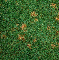 Light patches of grass infected with Dollar spot (Clarireedia sp.) on golf course green, USA.