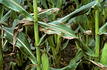 Stewart&#39;s wilt (Pantoea stewartii) necrotic longitudinal lesions on the leaves of mature Maize / Corn (Zea mays) crop, USA.