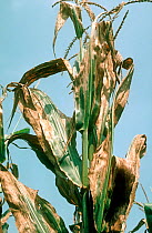 Goss&#39;s bacterial wilt (Clavibacter michiganensis) severe necroses lesions of upper leaves on Maize / Corn (Zea mays) plant, USA.