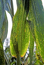 Maize eyespot (Kabatiella zeae) fungal disease infection and lesions on Maize / Corn (Zea mays) leaves on a maturing plant, Illinois, USA.