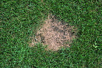 Summer patch (Magnaporthe poae), light patch of diseased Turfgrass / Bluegrass (Poa sp.) in a lawn, USA.