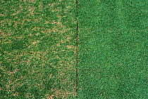 Light patches of grass infected with Dollar spot (Clarireedia sp.) on golf course with comparison to healthy treated area, USA.
