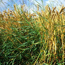 Couch grass (Agropyron repens) flowering plants in ripe Wheat (Triticum aestivum) crop.