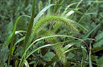 Green foxtail (Setaria viridis) bowing heads of flowering grass weeds in a Soybean (Glycine max) crop, Illinois, USA.