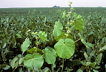 Velvet leaf (Abutilon theophrasti) yellow flowering broad-leaved weed in a maturing Soybean (Glycine max) crop, Illinois, USA.