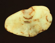 Cross section of a potato (Solanum tuberosum) tuber showing spraing, a symptom of Tobacco rattle virus (TRV) and Potato mop-top virus (PMTV).