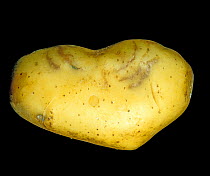 Exterior skin of a potato (Solanum tuberosum) tuber showing spraing, a symptom of Tobacco rattle virus (TRV) and Potato mop-top virus (PMTV).