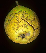 Pear scab (Venturia pyrina) fungal disease spotting and cracking on Pear (Pyrus sp.) fruit.
