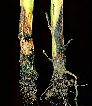 Symptoms of Foot rot (Fusarium solani f.sp. viciae) on Field bean (Vicia faba) stem bases.