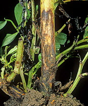 Symptoms of Foot rot (Fusarium solani f.sp. viciae) on Field bean (Vicia faba) stem bases.