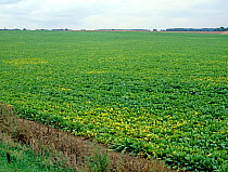 Aphid spread Sugar beet virus yellows through a field of infected Beet (Beta vulgaris), Cambridgeshire, UK.