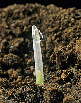 Barley (Hordeum vulgare) seedling emerging from the soil after germination. Translucent coleoptile with exudation droplet with green of the first foliage leaf just appearing.