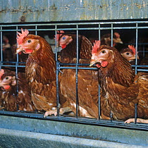 ISA brown battery hens (Gallus gallus domesticus), egg laying chickens in confined cages with some feather loss, showing access to feeding trough, Berkshire, England, UK.