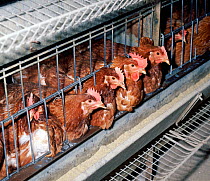 ISA brown battery hens (Gallus gallus domesticus), egg laying chickens in confined cages with some feather loss, showing access to feeding trough, Berkshire, England, UK.