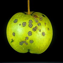Discreet spots caused by Apple scab (Venturia inaequalis) to skin surface of Apple (Malus domestica) fruit.