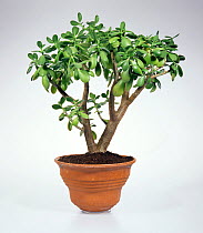 Money tree / Money plant (Crassula ovata) in a terracotta pot.