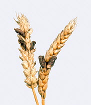 Ergot (Claviceps purpurea) fungal disease, showing ergots / sclerotia replacing grains in a ripe wheat (Triticum aestivum) ear.