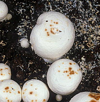 Ginger / Brown blotch (Pseudomonas tolaasii) bacterial disease marks on cap of cultivated mushrooms (Agaricus bisporus).