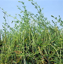 Cleavers (Galium aparine), flowering weeds strangling Wheat (Triticum aestivum) crop, Berkshire, UK. June.