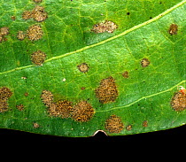Red rust (Cephaleuros sp.), a parasitic plant algae, on Black pepper (Piper nigrum) leaf surface, Thailand, South East Asia.
