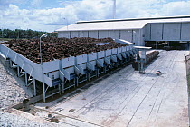 Hoppers of cut, harvested Oil palm fruit (Elaeis guineensis) in oil palm processing plant, Southern Thailand, South East Asia.