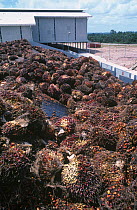 Hoppers of cut, harvested Oil palm fruit (Elaeis guineensis) in oil palm  processing plant, Southern Thailand, South East Asia.