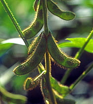 Mature unripe green Soybean (Glycine max) pods with hairs back lit by low sunlight, Thailand, South East Asia.