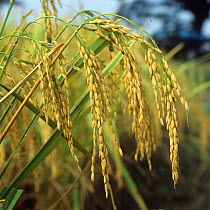 Drooping seed heads / ears of ripening rice (Oryza sativa) crop with individual long grains at harvest, Thailand, South East Asia.