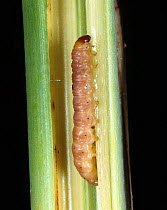 Asiatic pink borer / Purple stem borer (Sesamia inferens) caterpillar inside damaged Sugar cane (Saccharum officinarum) stem, Thailand, South East Asia.