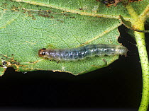 Cotton leaf roller (Haritalodes derogata) caterpillar in rolled Cotton (Gossypuim sp.) leaf, Thailand, South East Asia.
