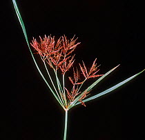 Purple nutsedge (Cyperus rotundus) flower spike with red/purple bisexual inflorescence, Thailand, South East Asia.