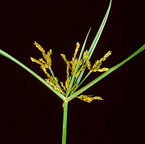 Nutsedge / Rice flatsedge (Cyperus iria) flower spike with green/yellow bisexual inflorescence, Thailand, South East Asia.