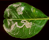 Citrus leaf miner (Phyllocnistis citrella) leaf mines made by larvae in a Pummelo (Citrus maxima) leaf, Thailand, South East Asia.