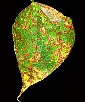 Angular leaf spot (Phaeoisariopsis griseola) lesions on Green bean (Phaseolus vulgaris) leaf, Thailand, South East Asia.