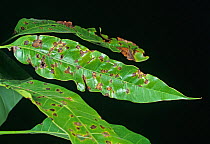 Black spot / Anthracnose (Colletotrichum gloeosporoides) spotting lesions and damage to a Mango tree (Mangifera indica) leaf, Thailand, South East Asia.
