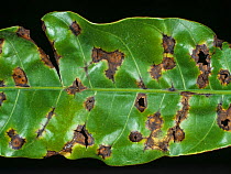 Black spot / Anthracnose (Colletotrichum gloeosporoides) spotting lesions and damage to a Mango tree (Mangifera indica) leaf, Thailand, South East Asia.