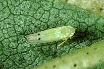 Photomicrograph of Cotton leafhopper / Cotton jassid (Amrasca biguttula biguttula) adult on Cotton (Gossypium sp.) leaf, Thailand, South East Asia.