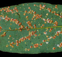 Heart-shaped / Pyriform scale (Protopulvinaria pyriformis) insect infestation on an Avocado (Persea americana) leaf, South Africa.