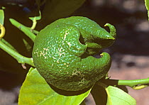 Citrus bud mite (Aceria sheldoni) damage &#39;Hand of Buddha&#39; distortion to a Lemon (Citrus limon) fruit, South Africa.