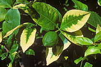 Severe marginal chlorosis to the leaves of a mature Lemon (Citrus limon) tree caused by calcium deficiency, South Africa.