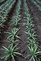Rows of young Pineapple (Ananas comosus) plants in a crop on dark soil, Eastern Cape, South Africa, February.
