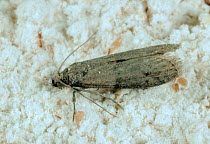 Tropical warehouse moth / Almond moth (Ephestia cautella),a pest of stored grain and cereal products, on cereal debris.