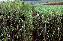 Wheat (Triticum aestivum) crop in a cereal breeding trial, tall and short varieties. Height difference governs the ability to withstand adverse weather.